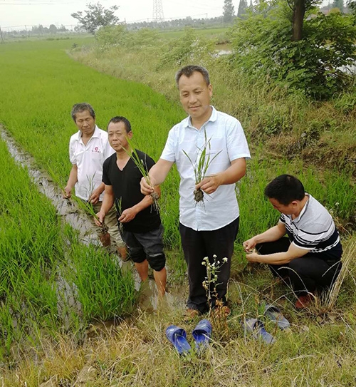 优质粮食订单基地