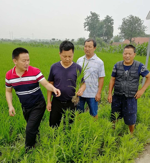 优质粮食订单基地