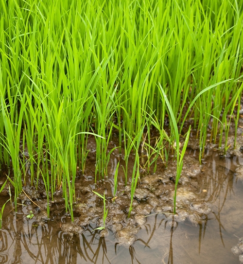 优质粮食订单基地