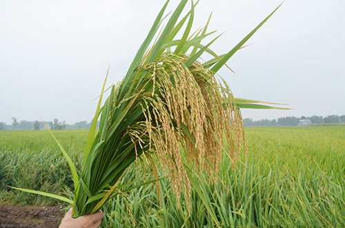 湖北绿色有机大米